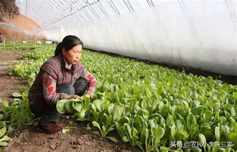 小白菜生長週期